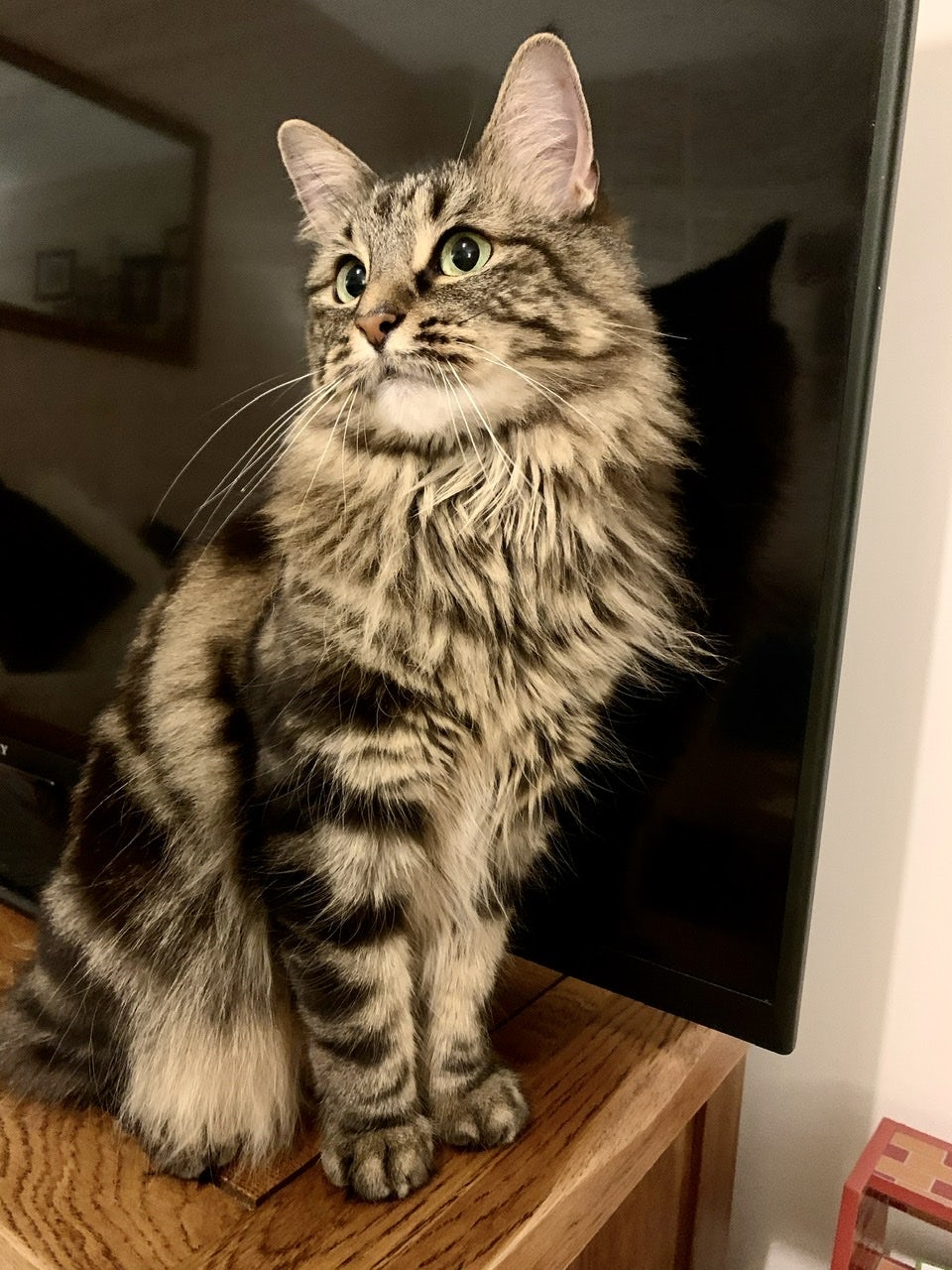 Delilah, a majestic tabby cat sits by the TV