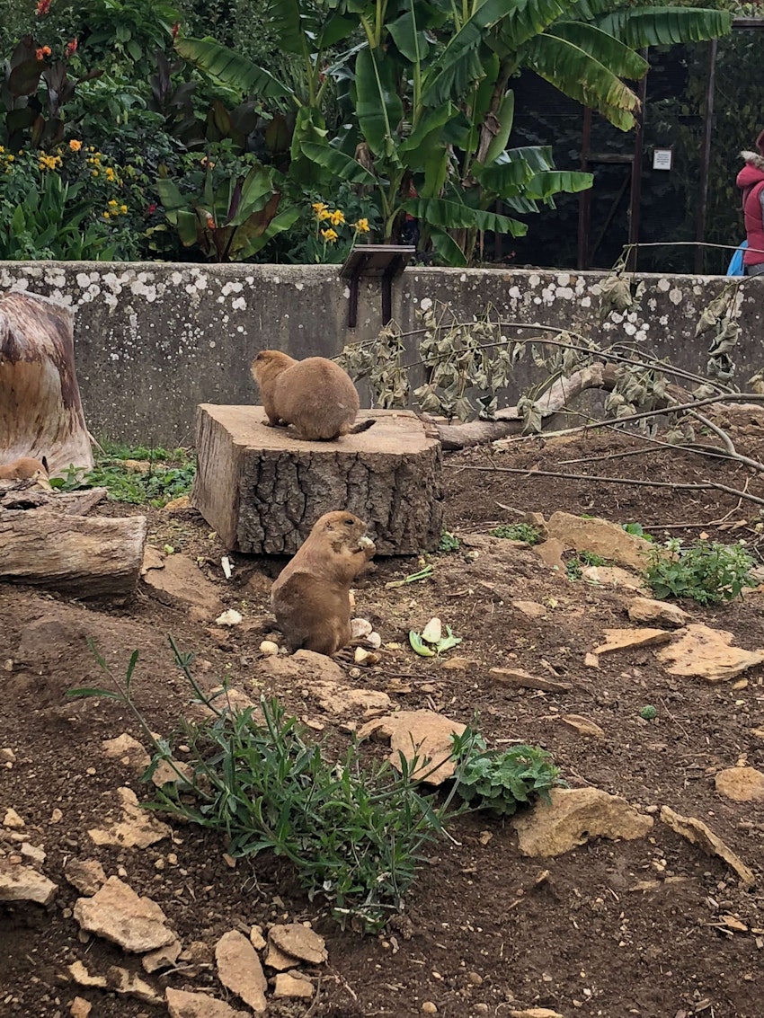 A Prairie Dog eating a snack while his pals just hang around