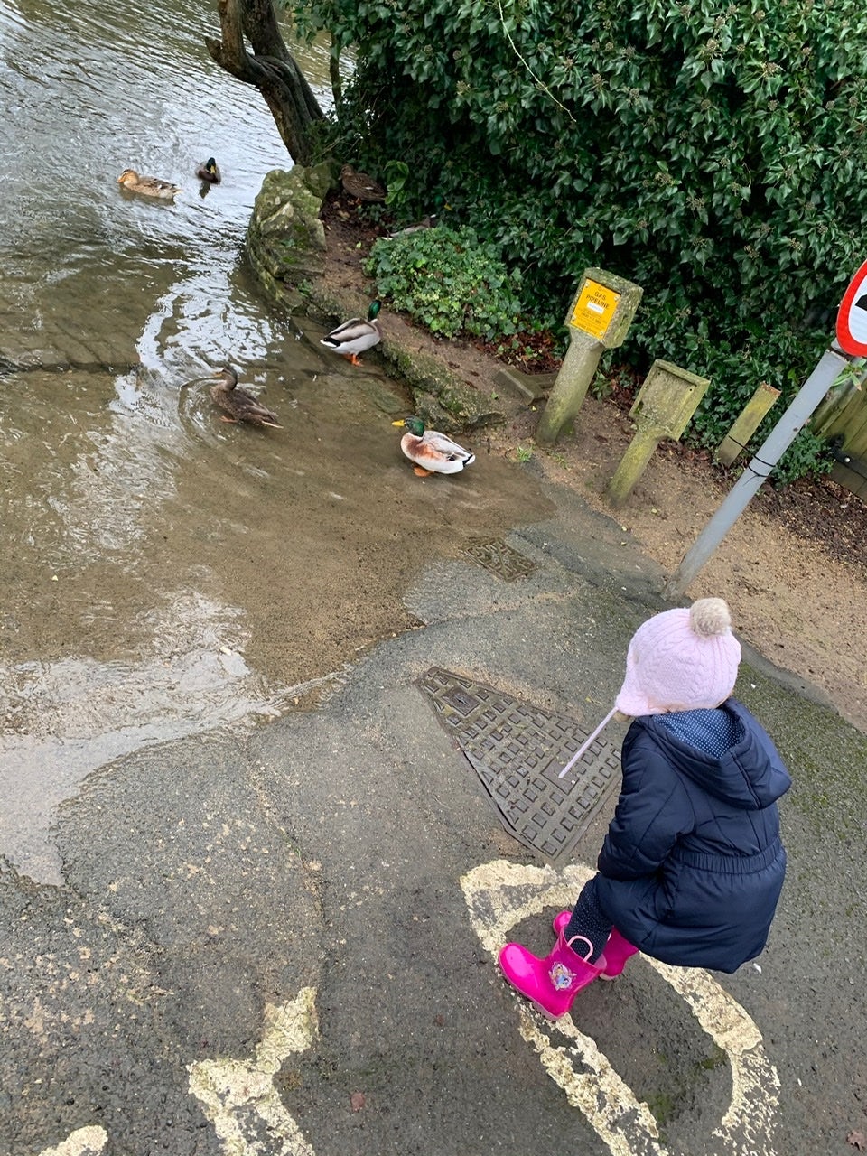 My kid stood at a river bank, yelling at a group of ducks