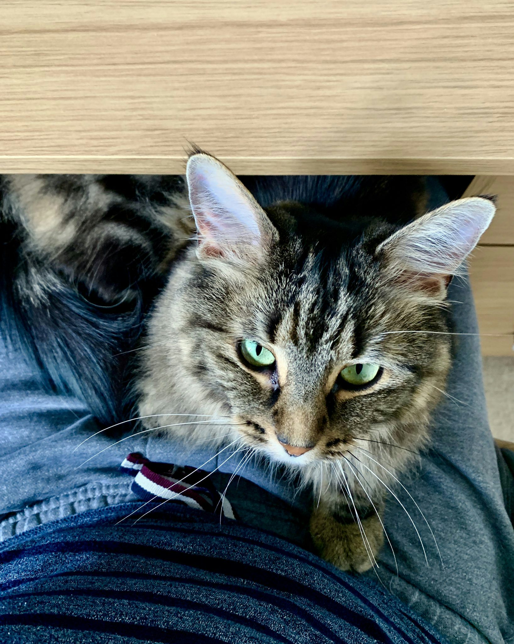 A tabby cat sits on my lap