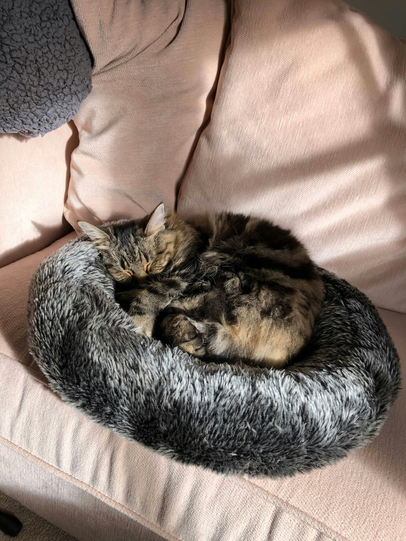 Delilah the cat looks very happy sat on a cat bed in the sun