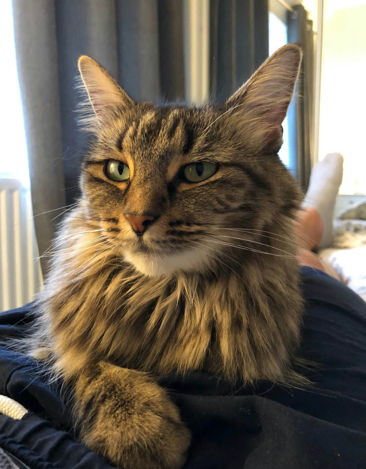 Delilah, a stripey, fluffy cat, sat on my lap looking majestic