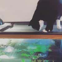 A cat stalks a turtle that is in a water tank