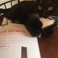 A black and white cat sits on a book titled “CSS Secrets”, looking up at the camera