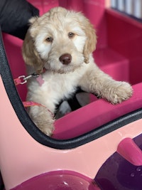 A double doodle sits in a pink pet carrier