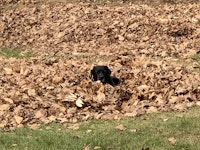 A black lab in a bunch of leaves