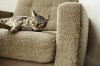 A mackerel tabby cat sits on a couch