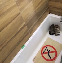 A mackerel tabby cat sits in a bathtub