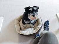 Gunther, a mini Schnauzer sits in a dog bed, looking up