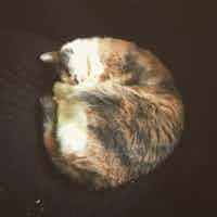 A perfect cat roll
