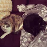 A diluted calico and black cat sit together, looking bemused.