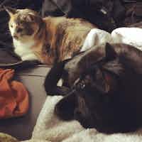 Pixel and Voxel lounging around together