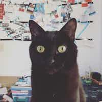 A black cat stares into the camera