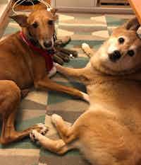 A Portugese Podengo Grande and a Shiba Inu dog, hanging out together
