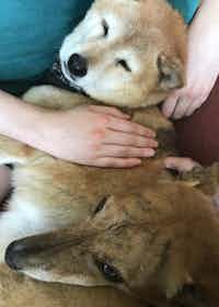 A Shiba Inu dog is comforted by a Portugese Podengo Grand