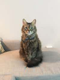 A Maine Coon cat sits on a couch