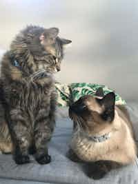 A grey Maine Coon cat looks down at a Siamese cat